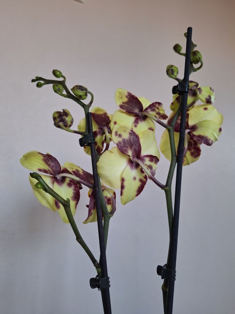 Орхідея орхидея.