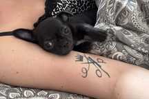 Piesek Chihuahua gotowy do odbioru