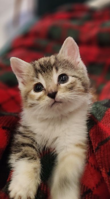 Oddam kotka „kiwaczkę” w dobre ręce