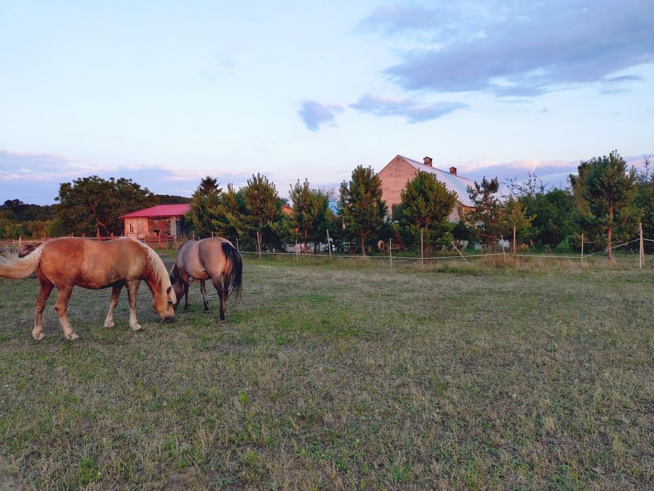 Gospodarstwo Rolne w urokliwym miejscu 13 ha