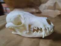 Lis rudy kita czaszka drapieżnika lampion kęsy Kły poroża