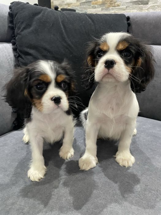 Piesek Cavalier King Charles Spaniel tricolor