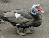 Patos mudos castanhos