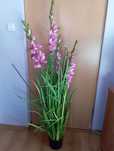 Gladiola - Home and You