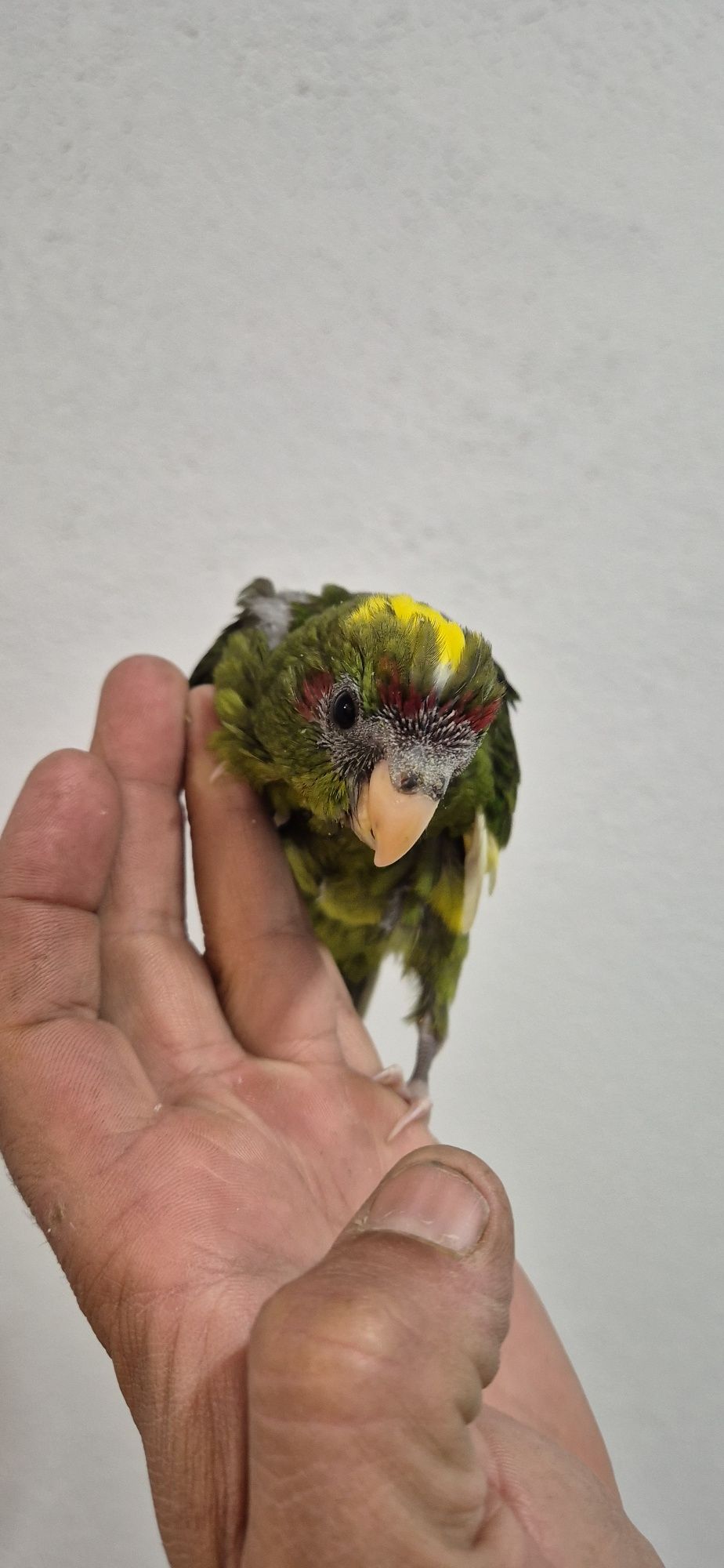 Kakarikis domesticados