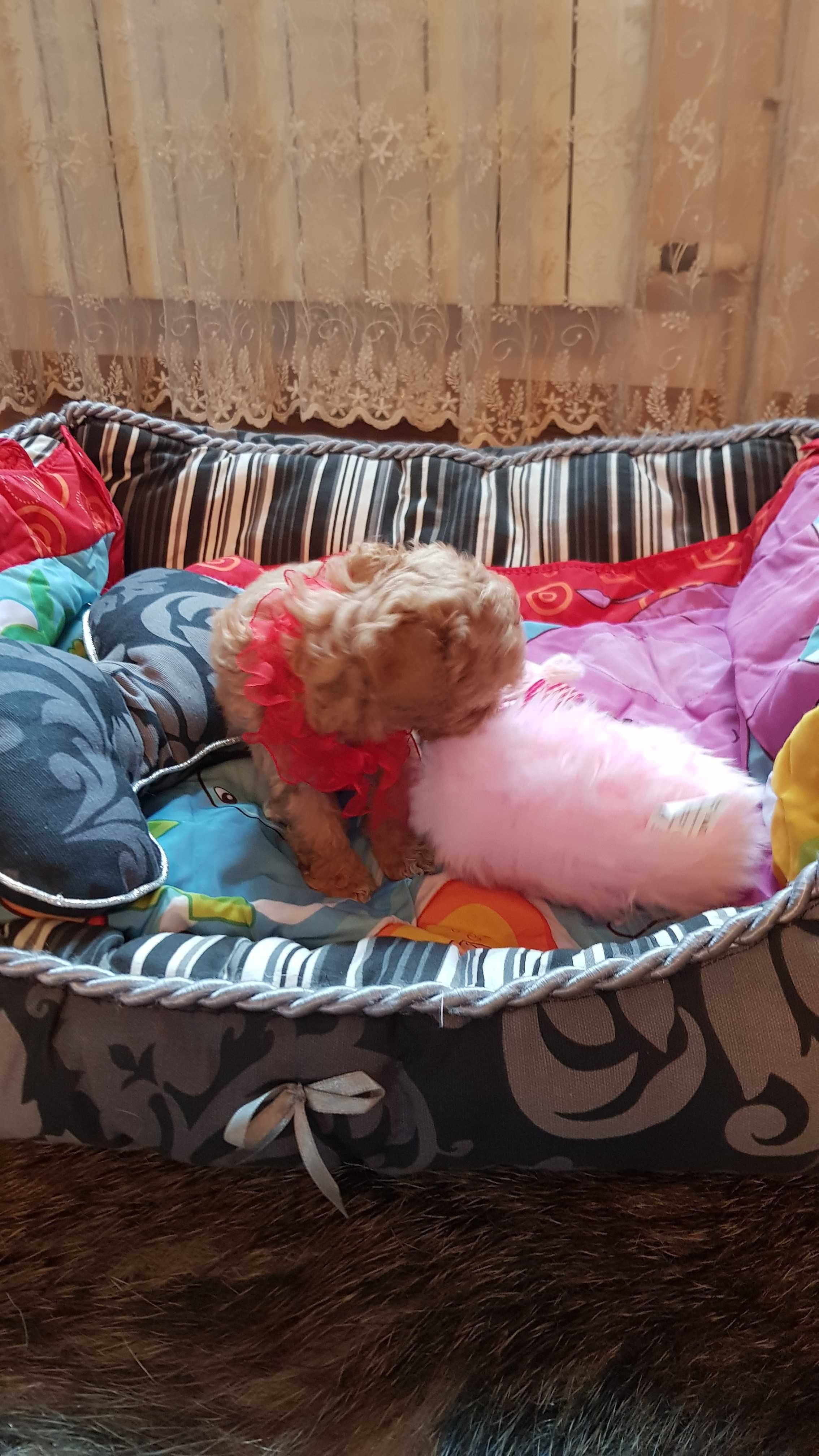 Maltipoo cudowny miniaturowy śliczny morelowy słodziak