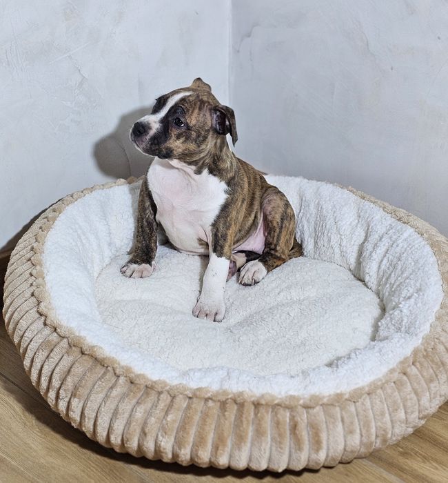 Amstaff piesek pregowany