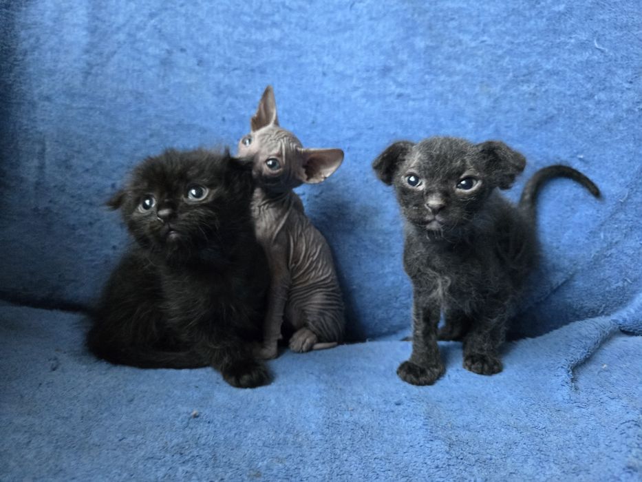 Кошенята сфінкс браш донський український левкой