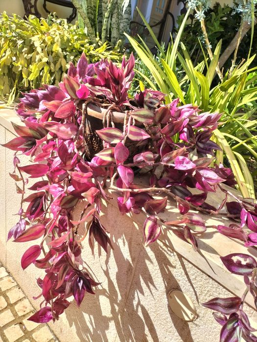 Cato muito raro bicolor