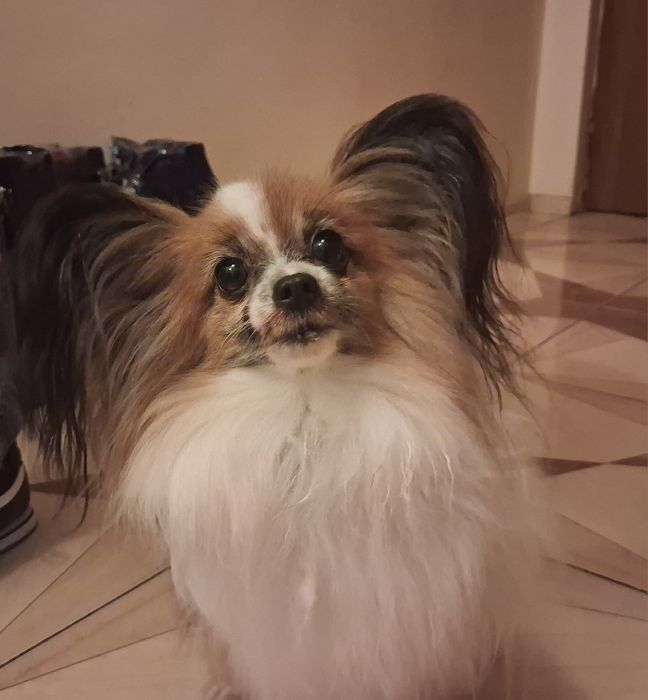 Papillon - Spaniel kontynentalny sunia