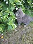 Maine Coon 3 miesięczne kociaki