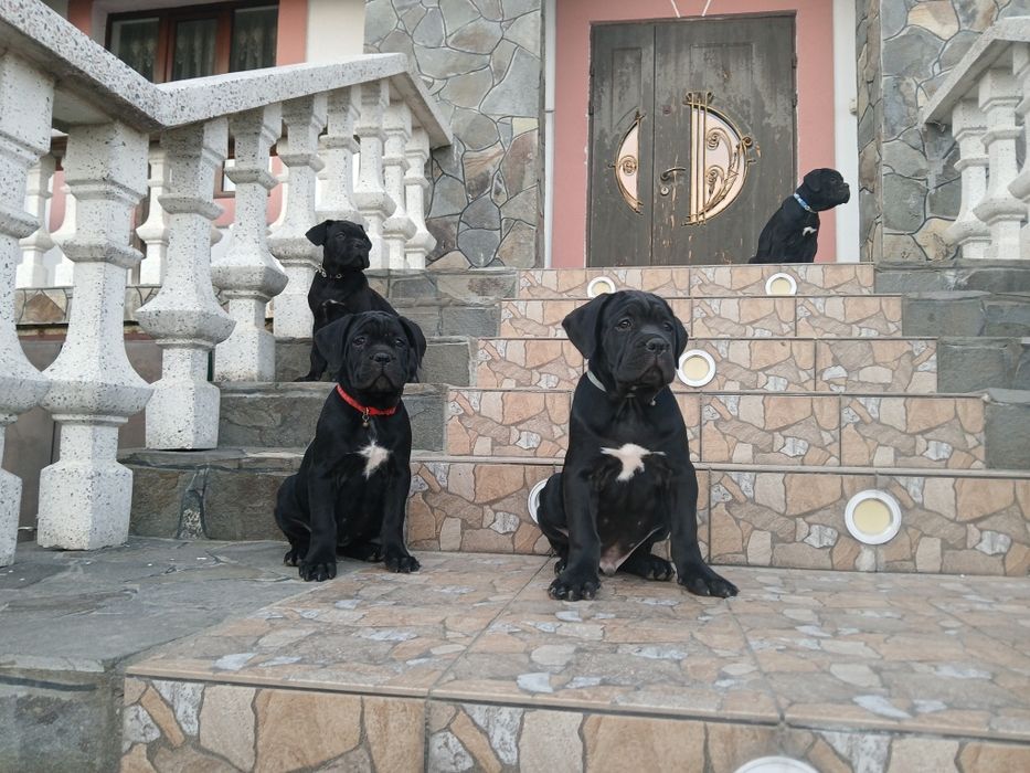 Кане корсо Italiano.