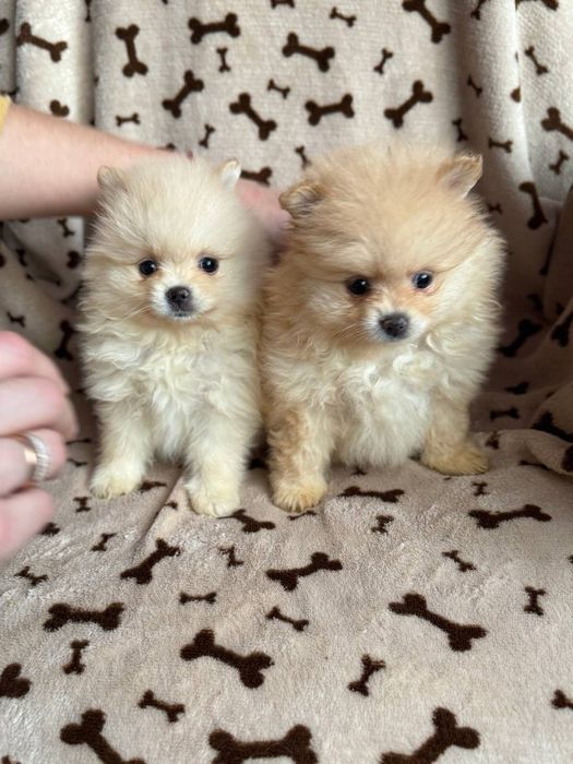 Кремові та чорні померанці