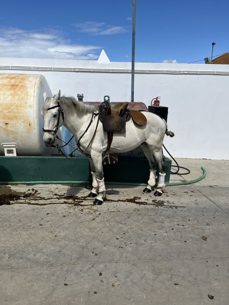 Cavalo cruzado com 14 anos