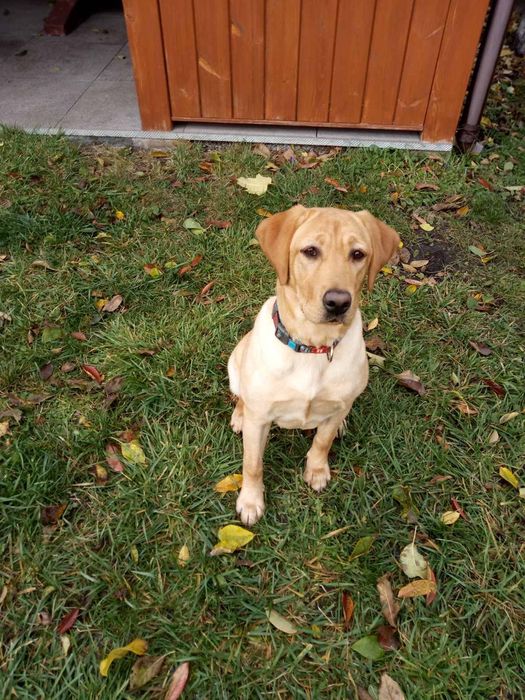 Продаємо дівчинку Лабрадора 8 місяців у гарні руки