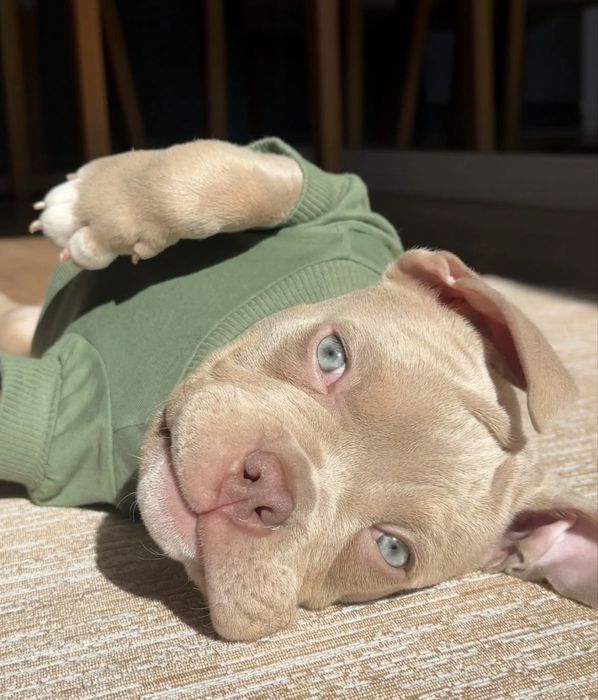 American Bully Pocket