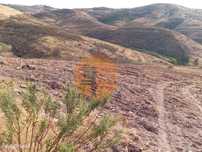 Terreno Rustico com água na serra da Conceição de Tavira