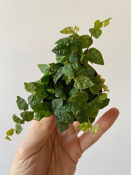 Ficus pumila Minima pnącze do terrarium