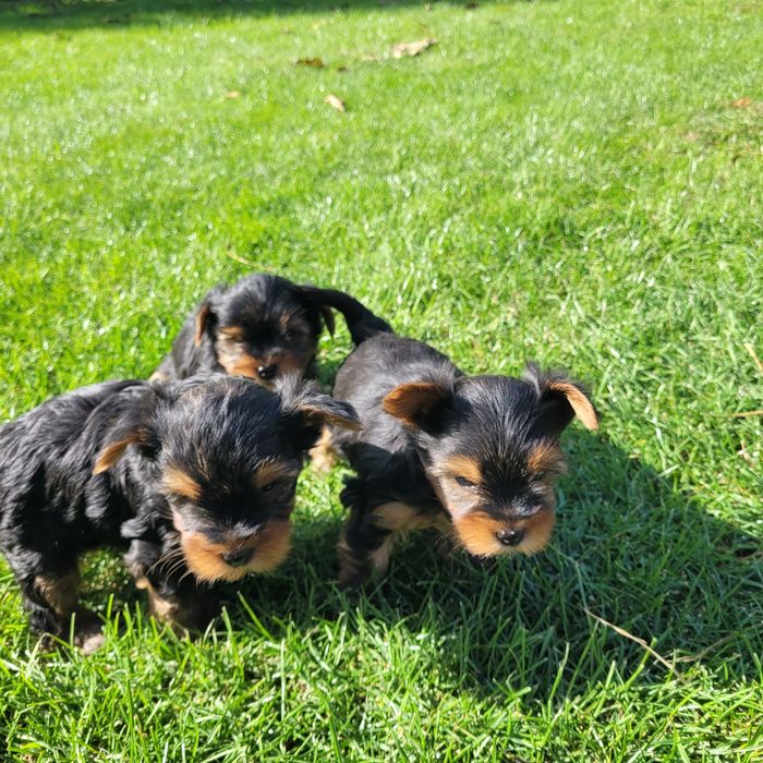 Yorkshire terrier