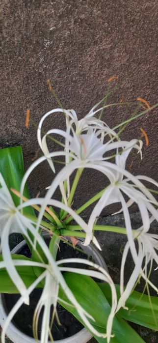 Лилия комнатная                           лилия