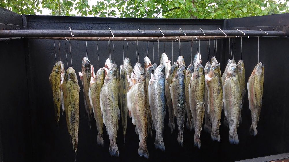 Karp żywy patroszony płat, amur, pstrąg, tołpyga, szczupak, jesiotr