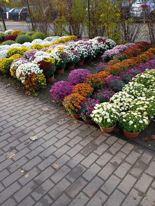 Chryzantemy na cmentarz od 20-40zł