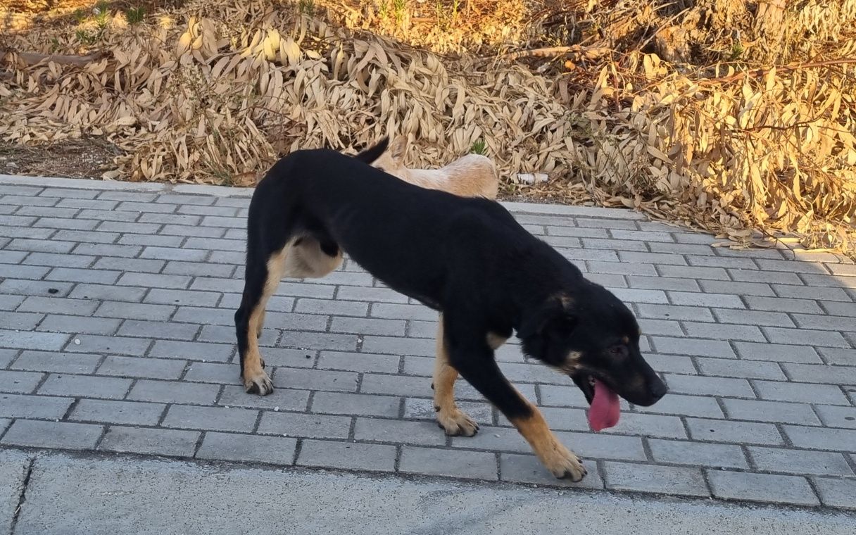 Cão Macho para adoção