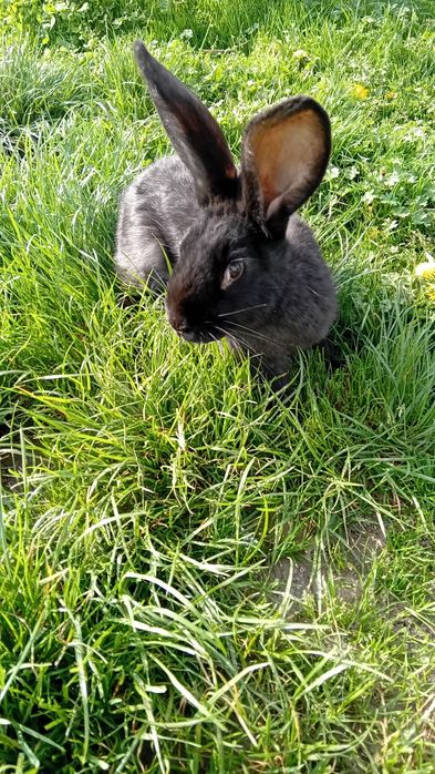 Sprzedam króliki