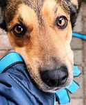 Młody Diego, mix husky szuka domku na zawsze