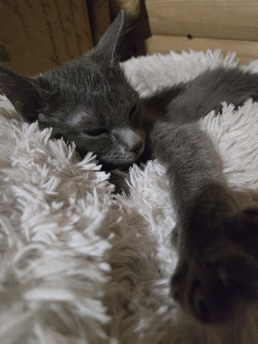 Котенок -девочка  метиска русской голубой ищет семью