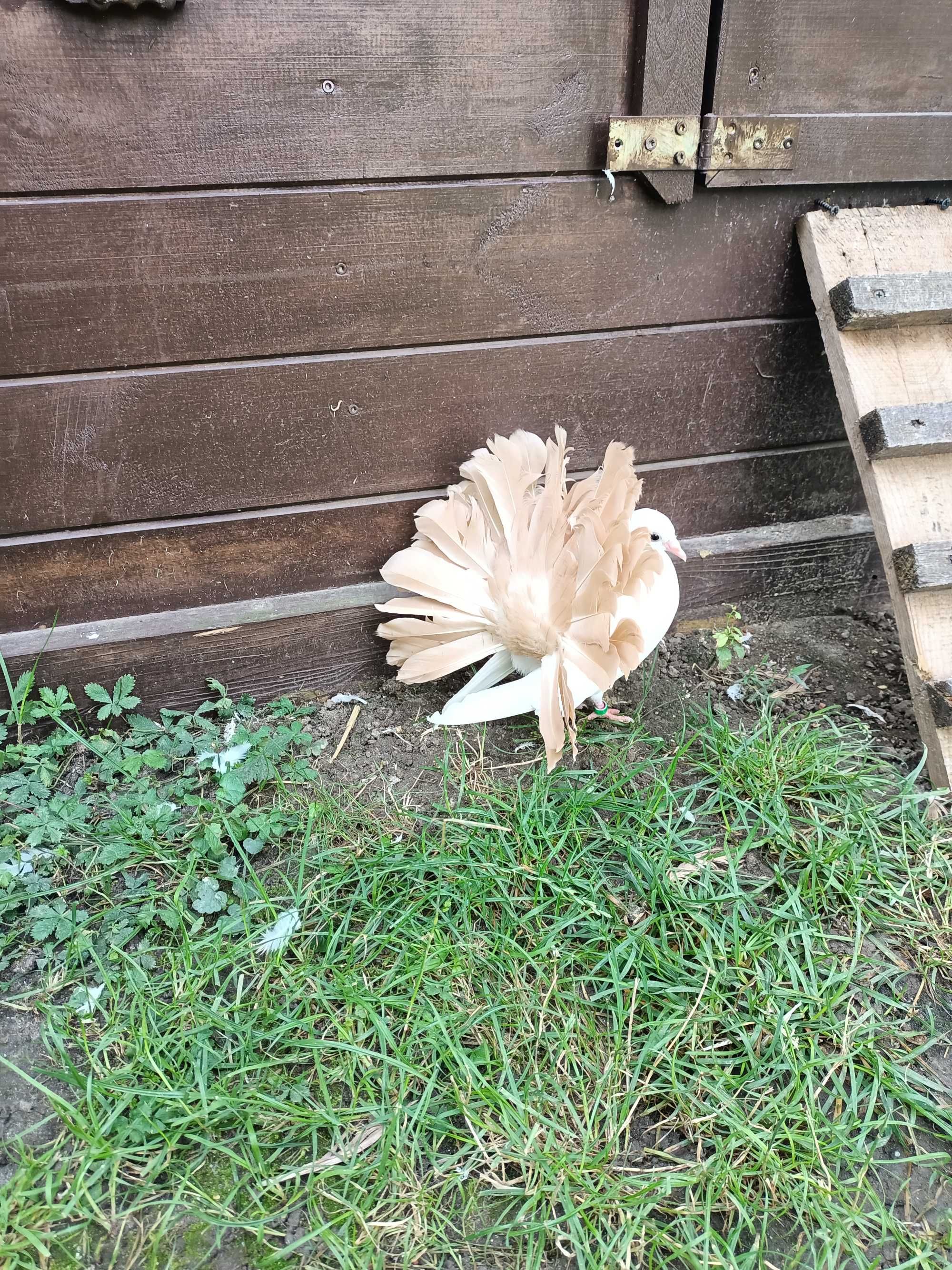 Gołębie ozdobne pawiki