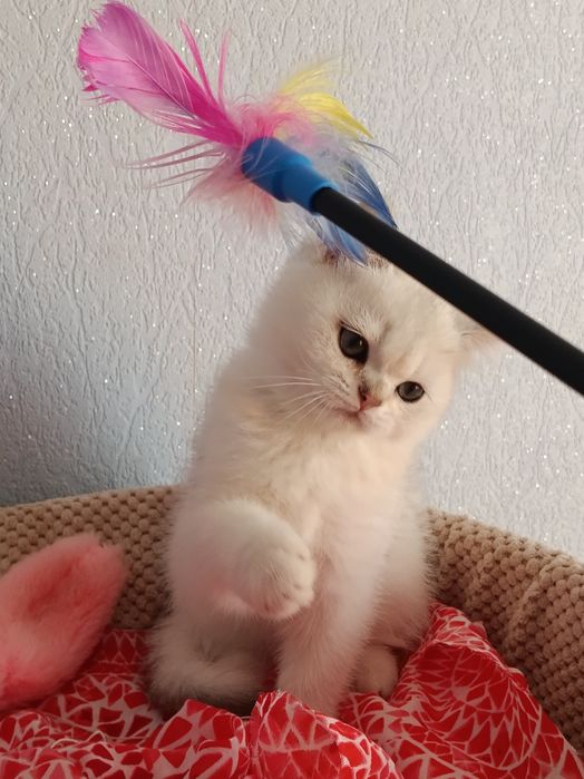 Кому таке пухнасте чудо