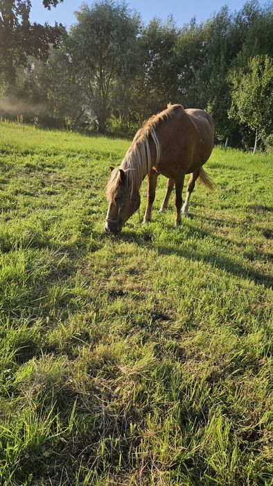 Продам кобилу робить все 15 років