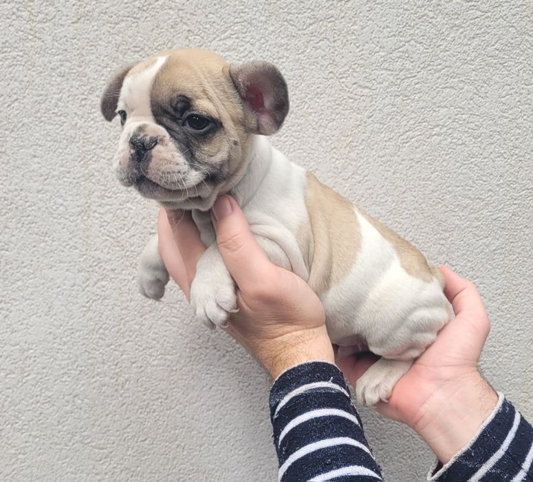 Bulldog macho 2 meses