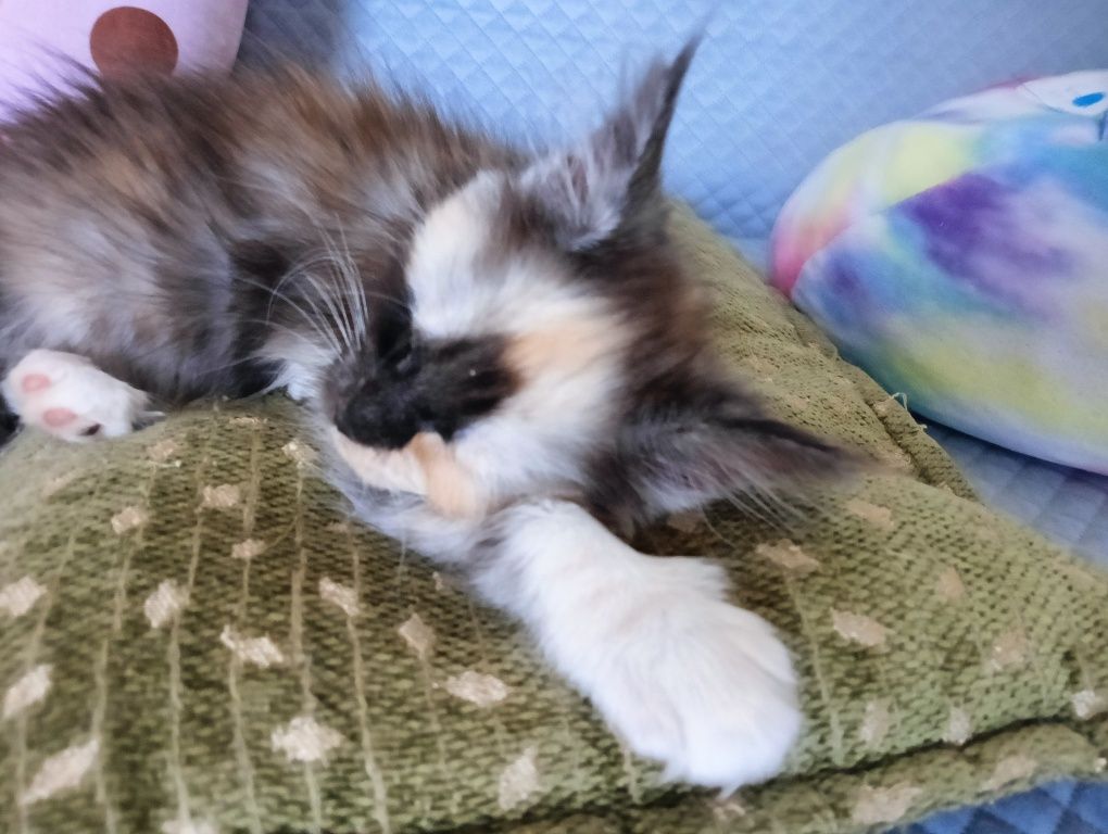 Maine coon pięknie malowana koteczka szylkret rodowód FPL
