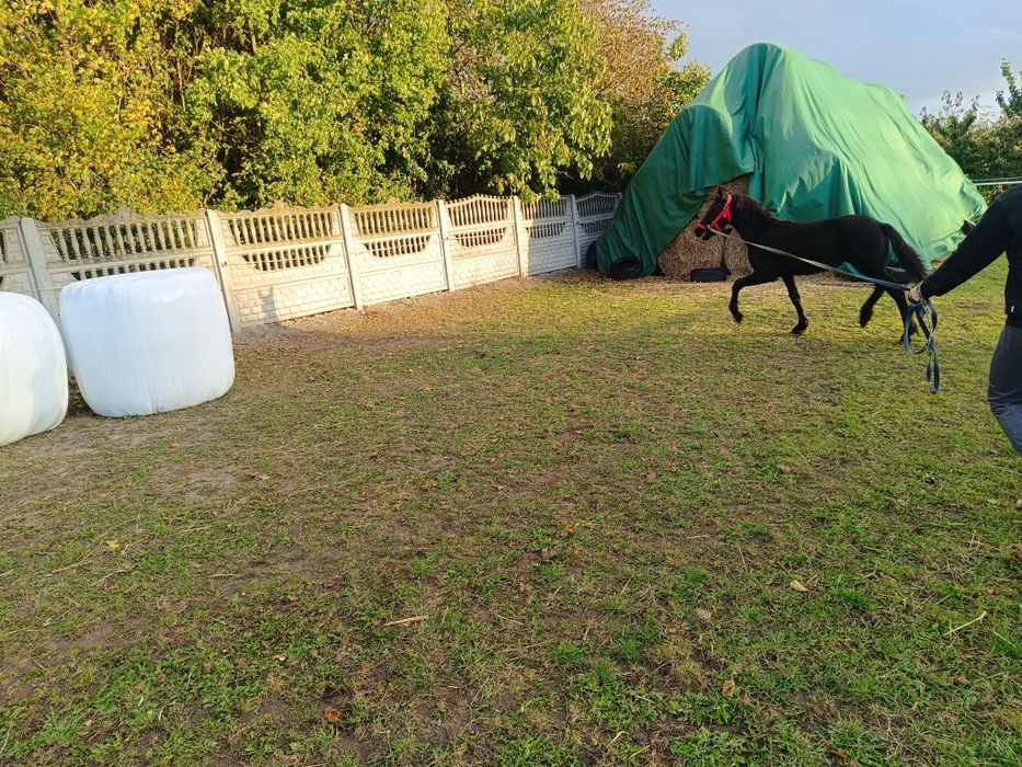 Fryzyjska,fryz,, klacz KFPS. Możliwość transportu