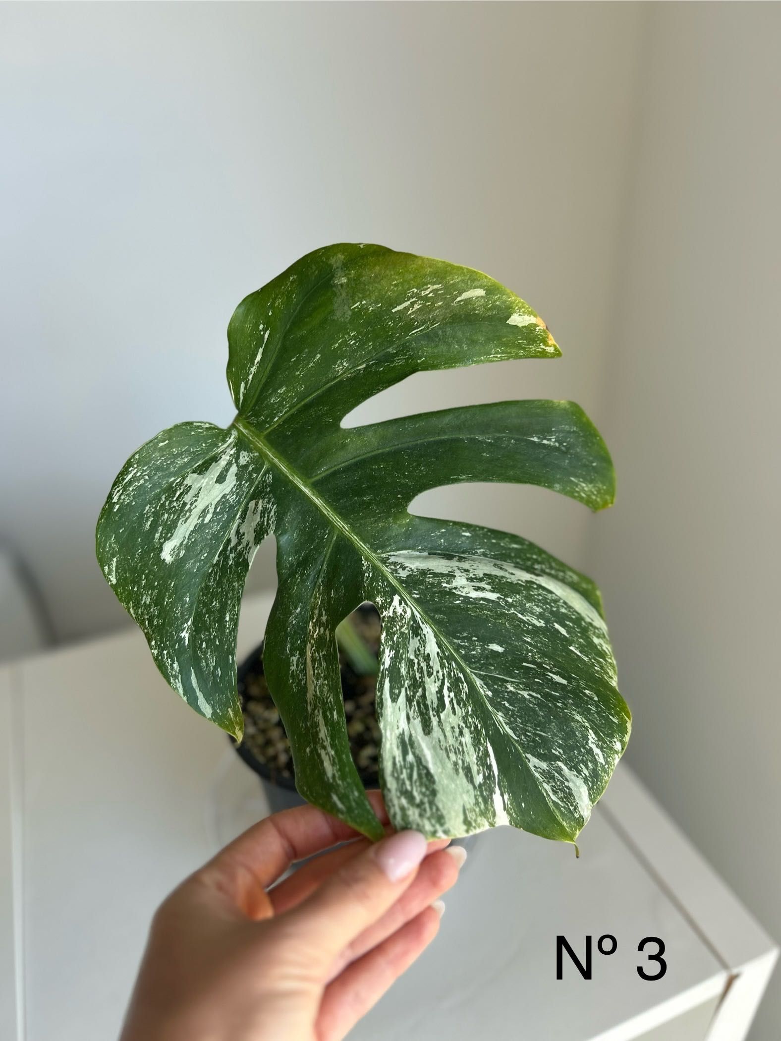 Monstera ALBO VARIEGATA (vendo 2 plantas diferentes)