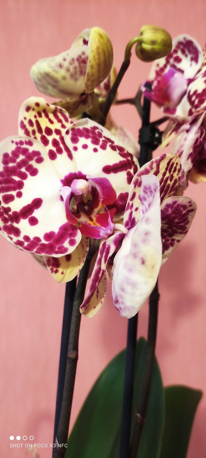 Орхидея Exotik Punch