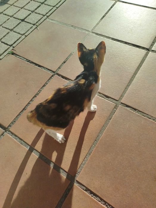 Gata pequena tricolor com 3 meses