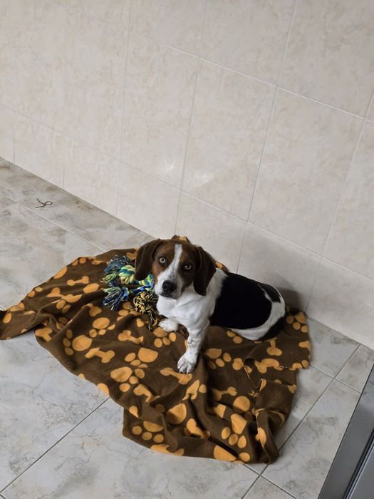 Beagle com 8 meses