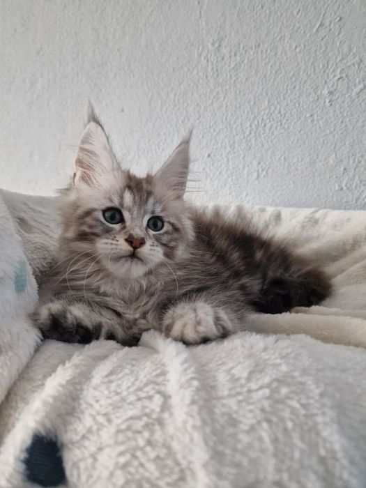 Maine Coon do hodowli kocur kocurek kocieta
