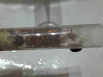 Monomorium pharaonis kolonia mrówek