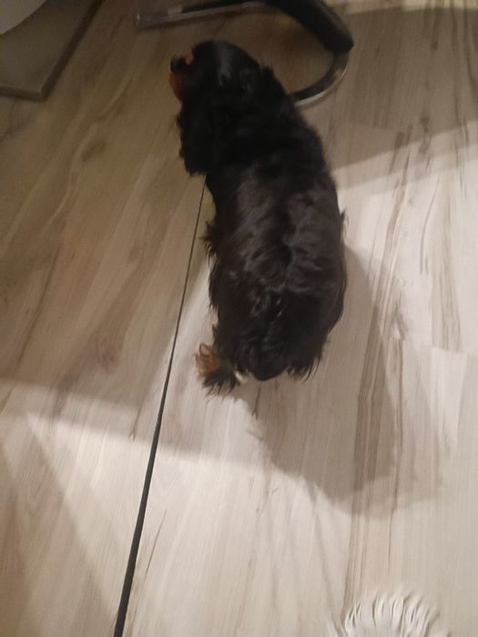 Cavalier King Spaniel sunia