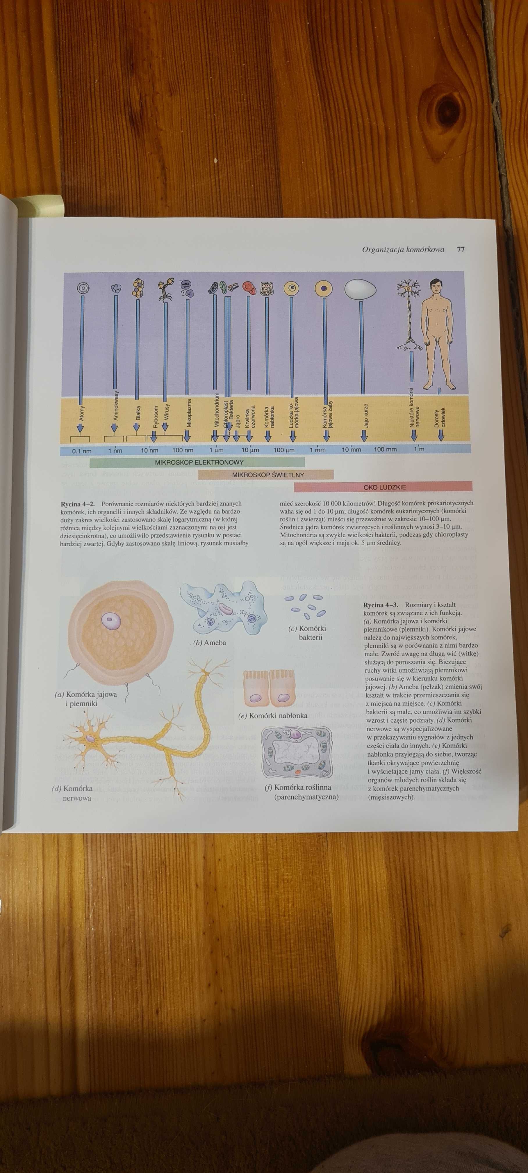 Biologia Solomon*Berg* *Martin*Ville