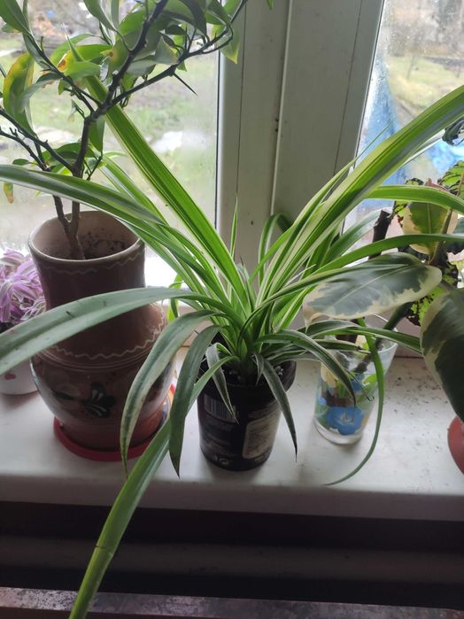 Каланхое, квіти, квітка