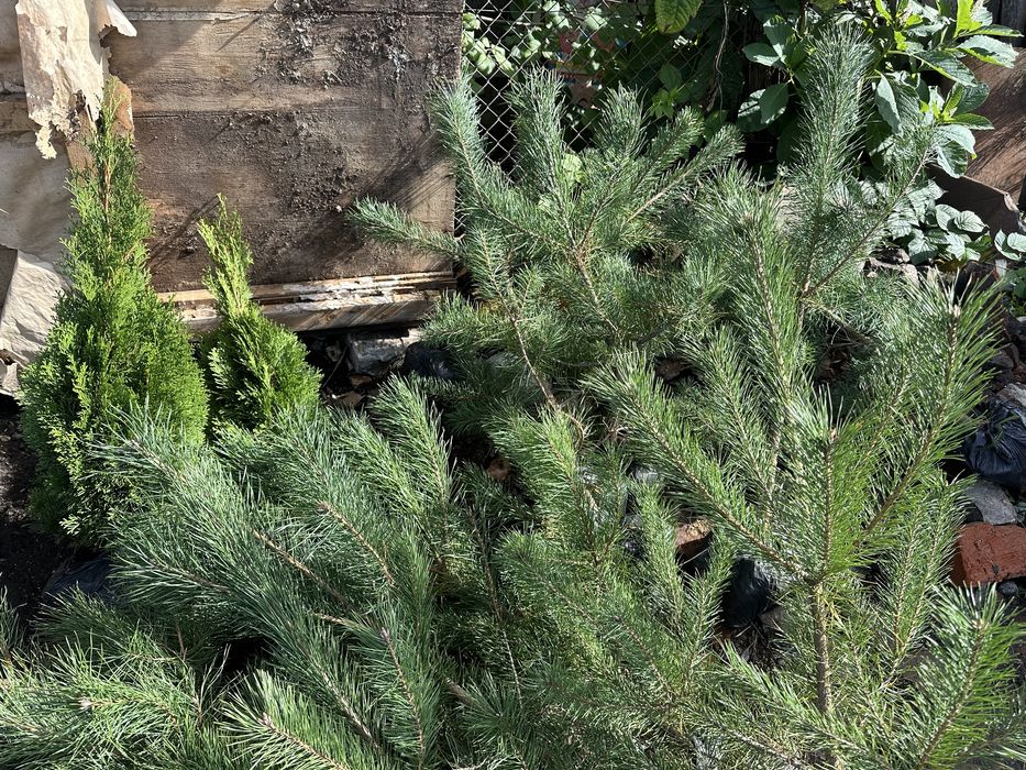 Саженцы Сосни Кримской, купить саженцы Сосни. Разной висоти.