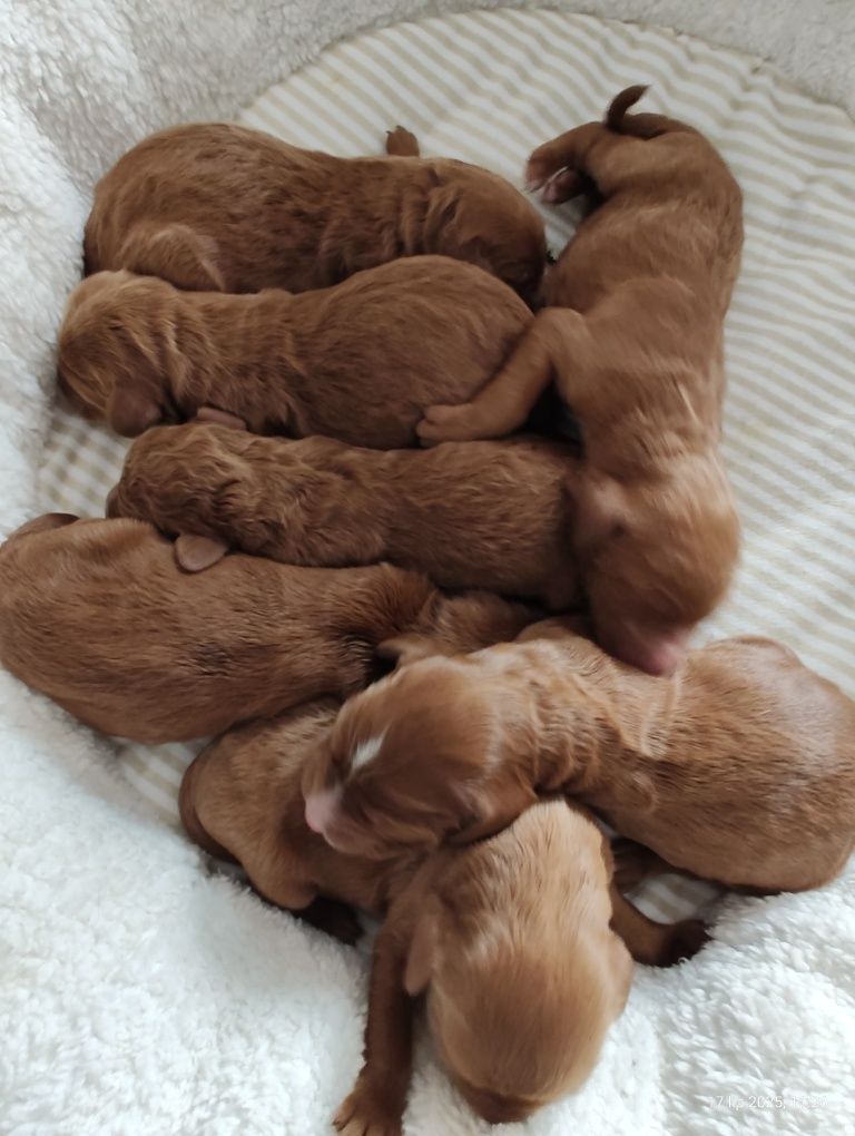 Goldendoodle F1b Standard Boy