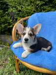 Welsh Corgi Pembroke samiec tricolor