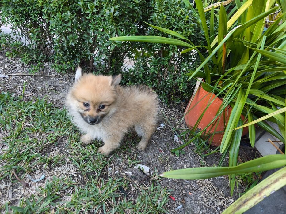 Spitz alemão anão fêmea Lulu da Pomerânia criado em ambiente familiar