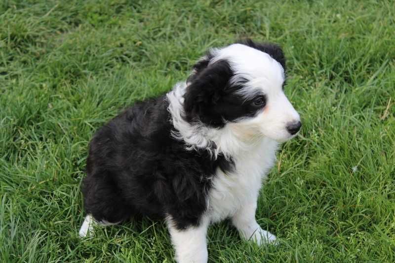 Border collie - śliczna sunia